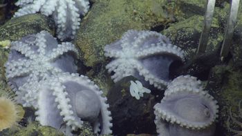 Media type: image;   Invertebrate Zoology 153105 Description: live specimen;